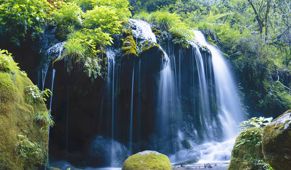 湖北采花茶业公司介绍