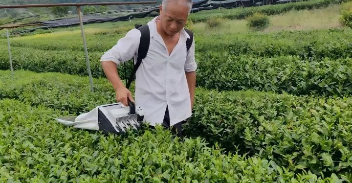 茶科普 | 茶园版 “哪吒降魔”，“小茗”采茶机降伏采茶难题！
