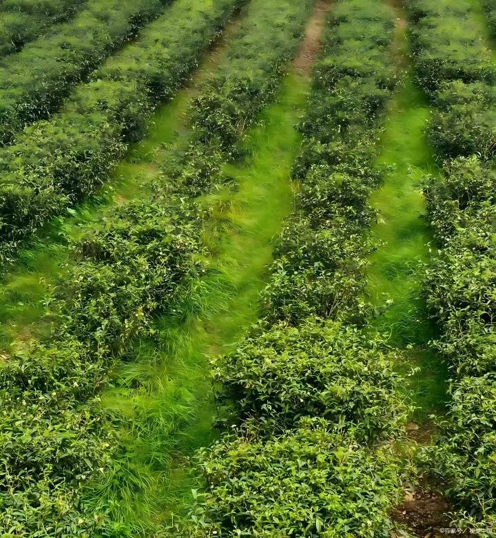 茶树也“挑食”？这些茶树“投喂”要点你必须知道！