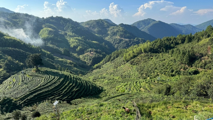 “十五五”时期，茶园机械化如何大显身手？