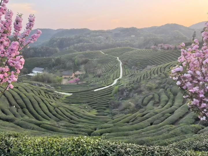 720 茶园示意图.jpg 720 茶园示意图.jpg